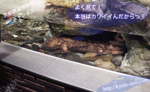 京都水族館のオオサンショウウオ